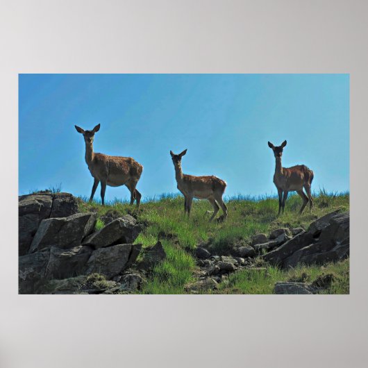 Poster Scottish Deer Trio (Devant)