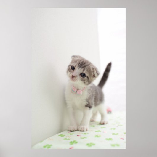 Poster Scottish Fold Kitten (Devant)
