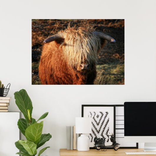 Poster Scottish Highland Cow in Scotland, Highlander (Bureau à domicile)