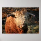 Poster Scottish Highland Cow in Scotland, Highlander (Devant)