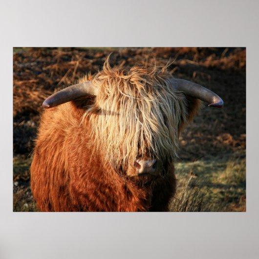 Poster Scottish Highland Cow in Scotland, Highlander (Devant)