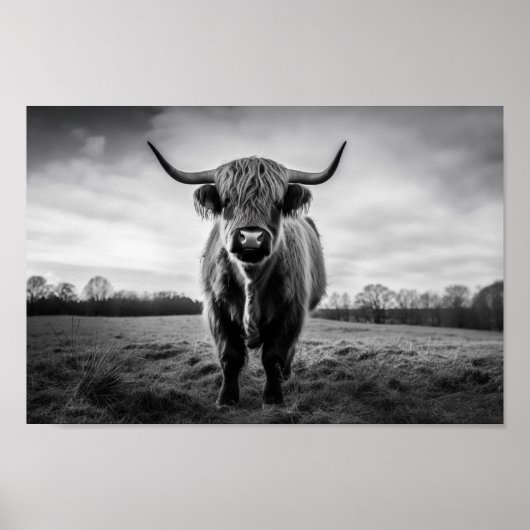 Poster Scottish Highland Cow photo noir et blanc (Devant)