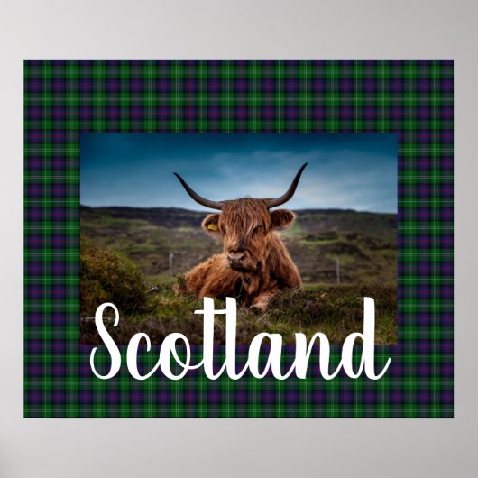 Poster Scottish Highland Steer (Devant)