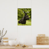 Poster Scottish Terrier (Cuisine)
