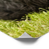 Poster Scottish Terrier (Coin)