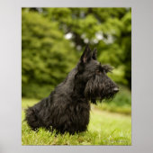Poster Scottish Terrier (Devant)
