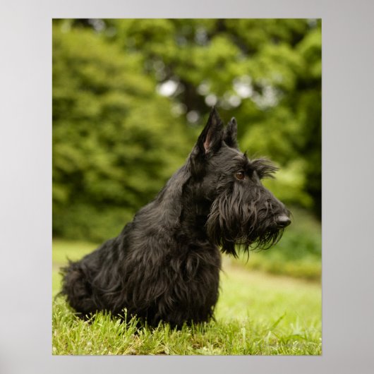 Poster Scottish Terrier (Devant)