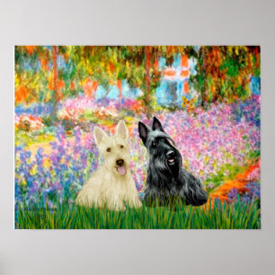 Poster Scottish Terrier (deux BW) - Garden