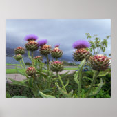 Poster Scottish thistle (Devant)
