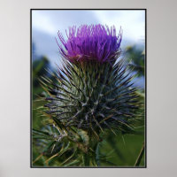 Scottish Thistle Fine Art Photographie