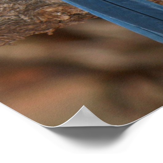 Poster Scrub Jay (Coin)