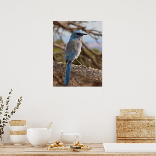Poster Scrub Jay (Cuisine)