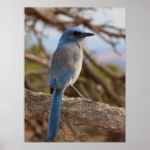 Poster Scrub Jay (Devant)