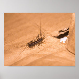 Poster Scutigère