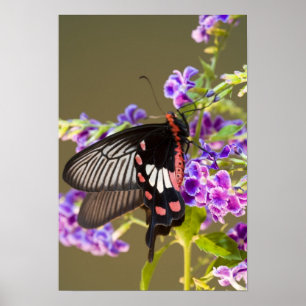 Poster SE Asie, Thaïlande, Doi Inthanon, Papilio