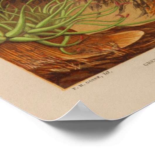 Poster Sea Anemone Ocean Animaux Couleur Art Imprimer (Coin)