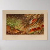 Poster Sea Anemone Ocean Animaux Couleur Art Imprimer (Devant)