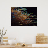 Poster Sea anemones (Cuisine)