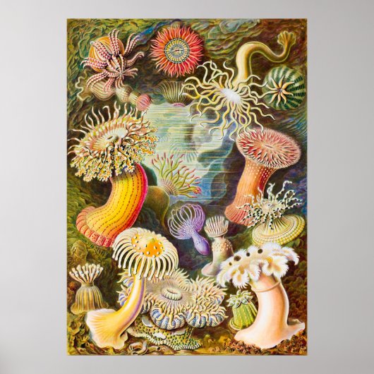 Poster Sea Anemones, 1904 par Haeckel (Devant)