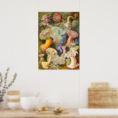 Poster Sea Anemones, 1904 par Haeckel (Cuisine)