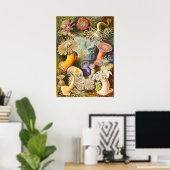Poster Sea Anemones, 1904 par Haeckel (Bureau à domicile)