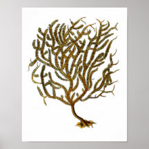 Sea Coral no 11 Beach Decor Art Print