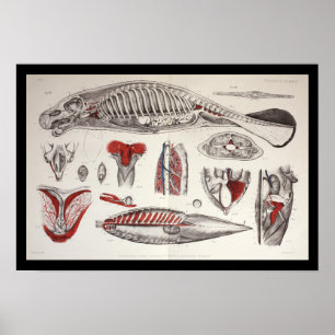 Poster Sea Cow Manatee Marine Biology Anatomy Print