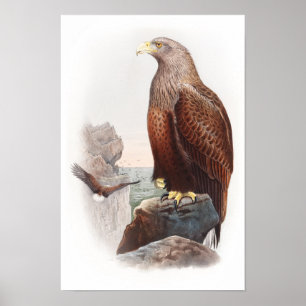 Poster Sea Eagle John Gould Birds of Great Britain Nature