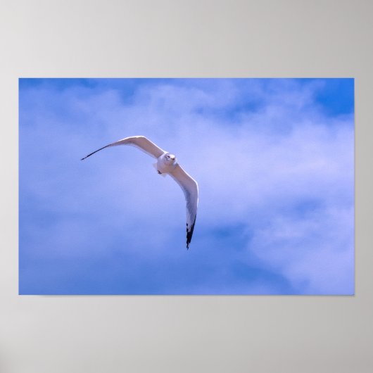 Poster Sea gull in flight (Devant)