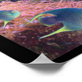 Poster Sea Life (Coin)