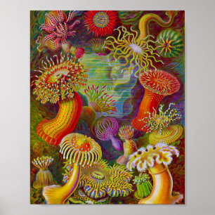 Poster Sea Life - Illustration scientifique