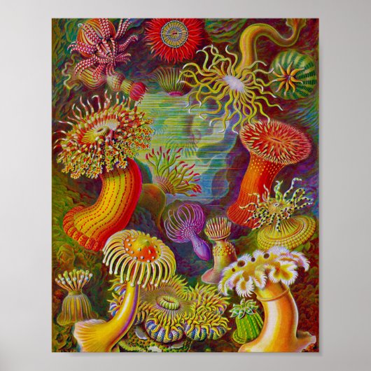 Poster Sea Life - Illustration scientifique (Devant)