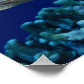 Poster Sea Life - Tortue de mer (Coin)