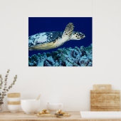 Poster Sea Life - Tortue de mer (Cuisine)
