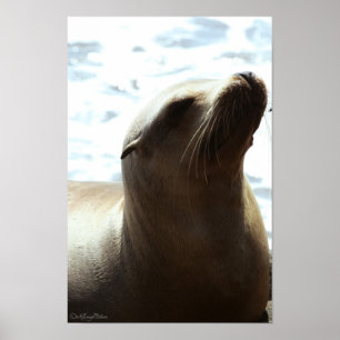 Poster Sea Lion 2