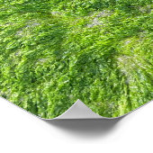 Poster Sea Moss Green Nature Pittoresque Nautique Côtier  (Coin)