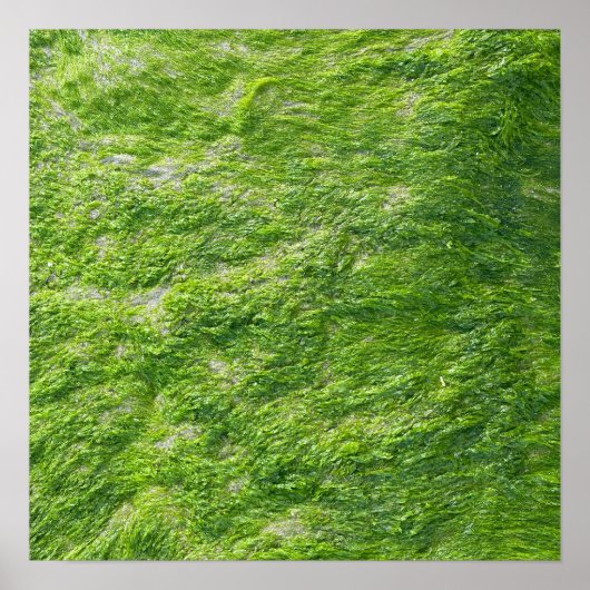 Poster Sea Moss Green Nature Pittoresque Nautique Côtier  (Devant)