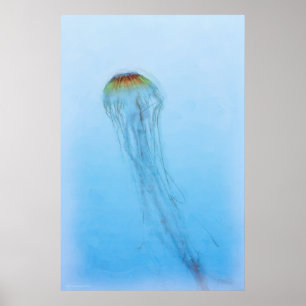 Poster Sea Nettle