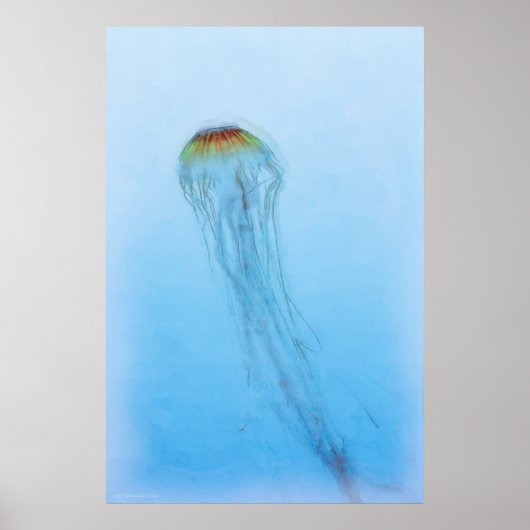 Poster Sea Nettle (Devant)
