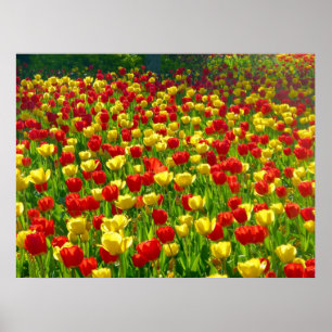 Poster Sea of Tulips