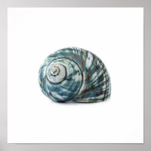Poster Sea Shell