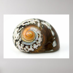 Poster Sea Shell Mother Of Pearl Art