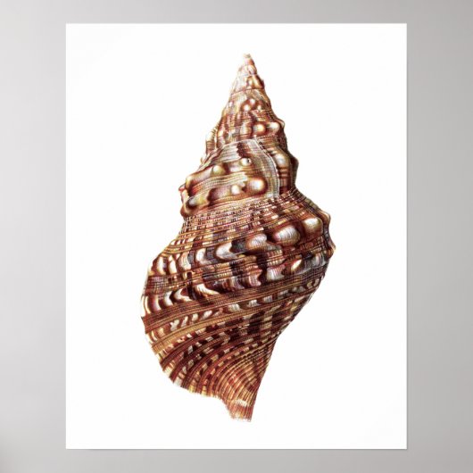 Poster Sea Shell no 1 Beach Decor Art Imprimer (Devant)
