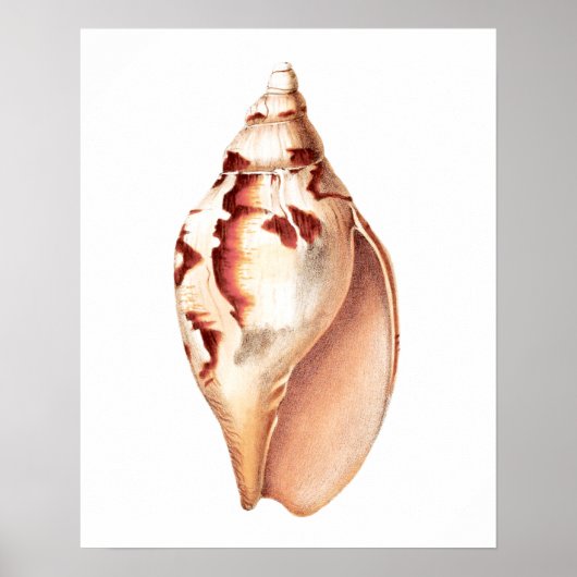 Poster Sea Shell no. 6 Beach Decor Art Imprimer. (Devant)