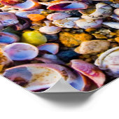 Poster Sea Shells (Coin)