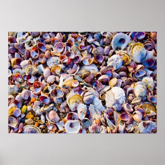 Poster Sea Shells (Devant)