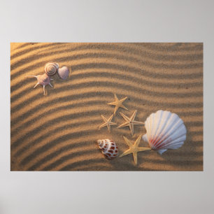 Poster Sea Shells And Starfish