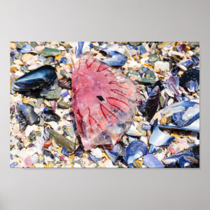 Poster Sea Shells Jellyfish Ocean Beach Vue
