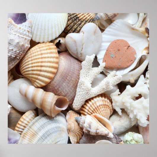 Poster Sea Shells Stones Coral Arrière - plan (Devant)