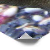 Poster Sea Star (Coin)